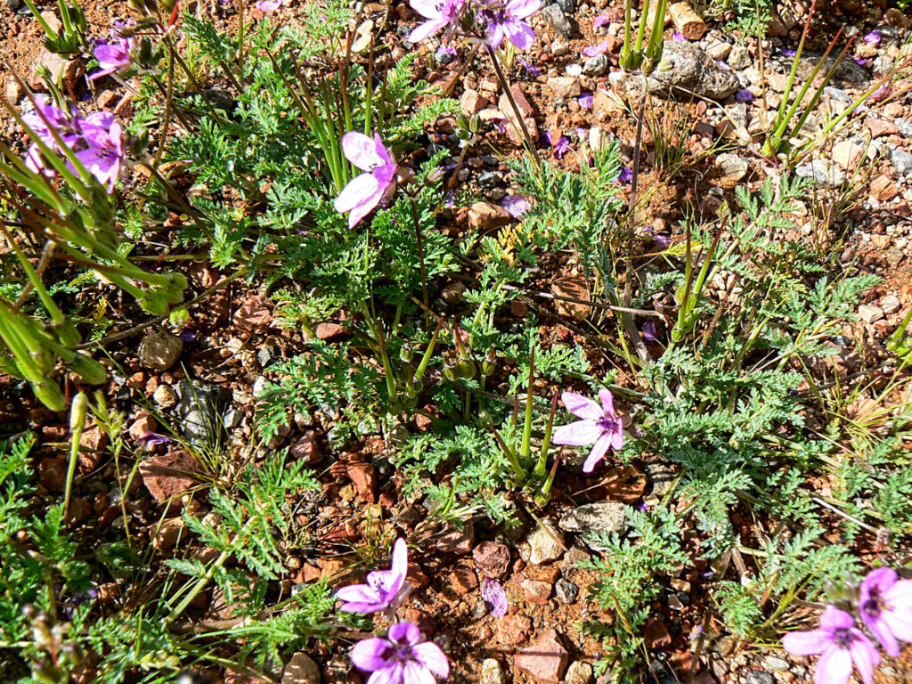 Erodium touchyanum