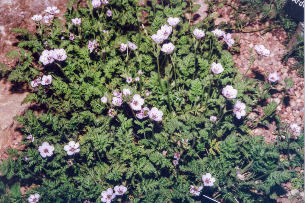 Erodium saxatile