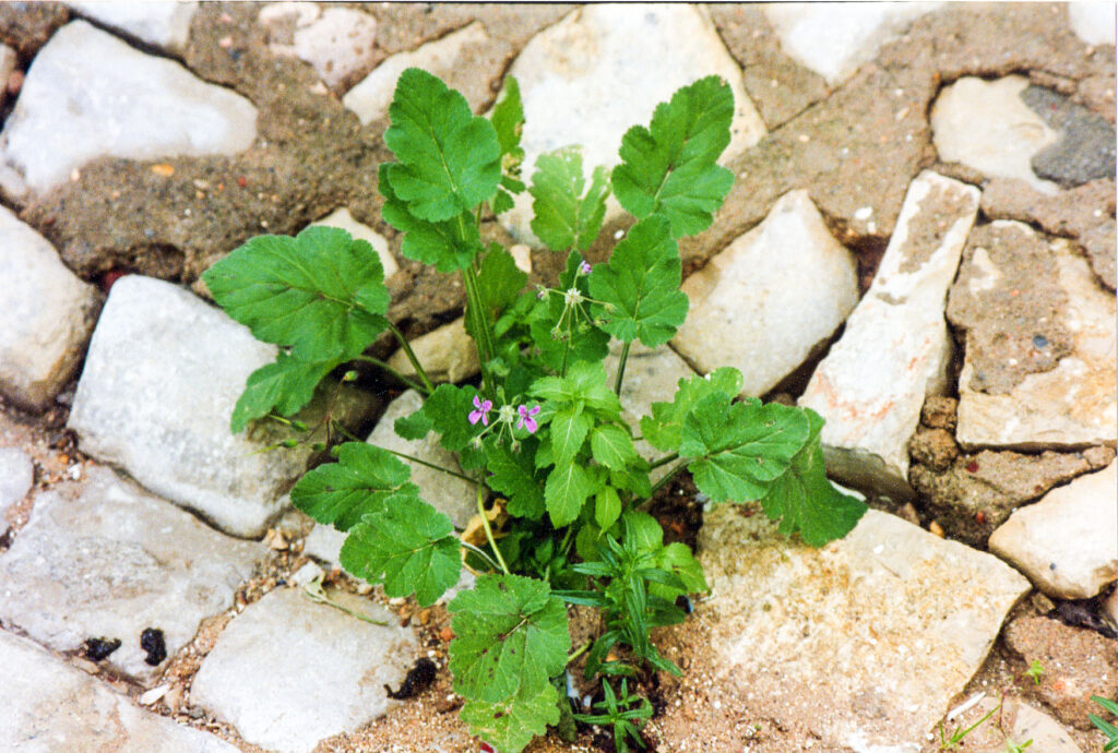 Erodium malacoides