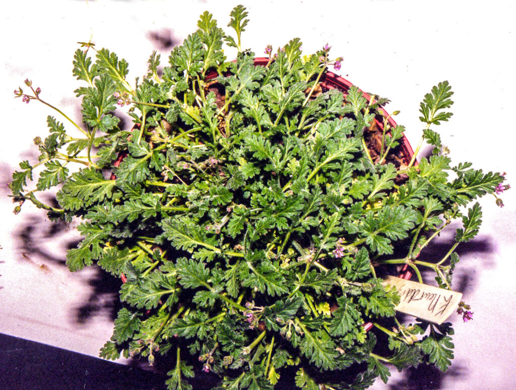 Erodium neuradifolium