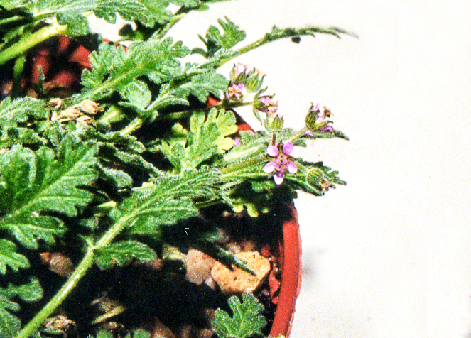 Erodium neuradifolium
