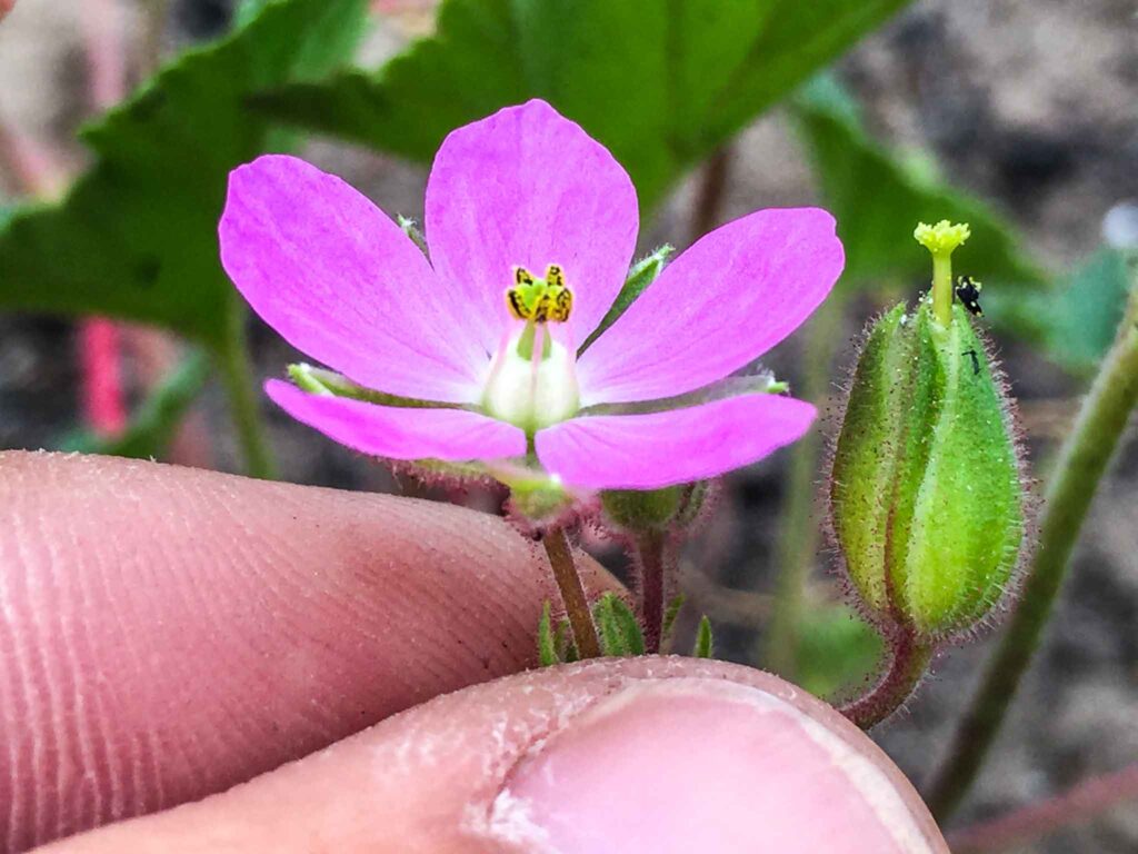 California macrophylla