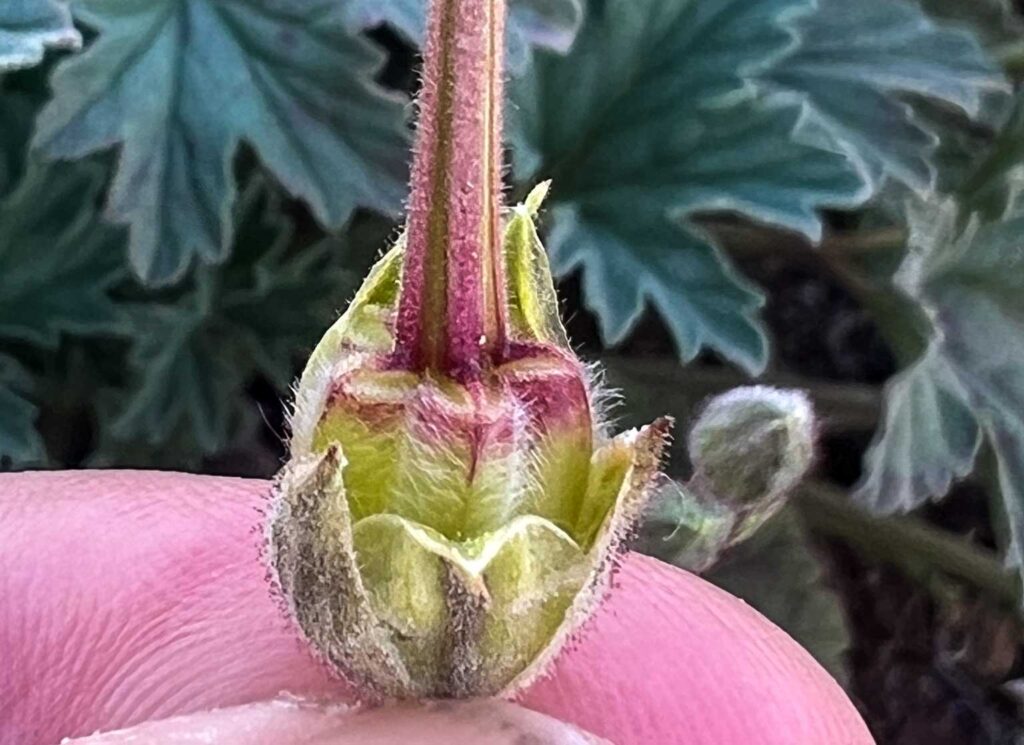 California macrophylla