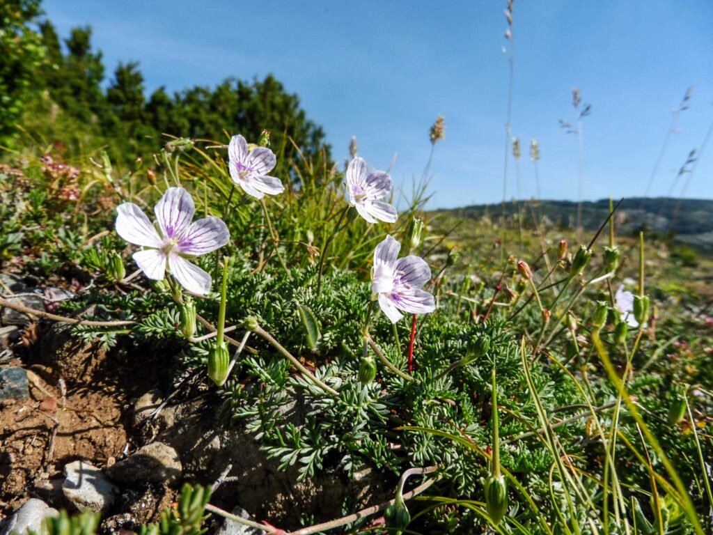 Erodium rupestre