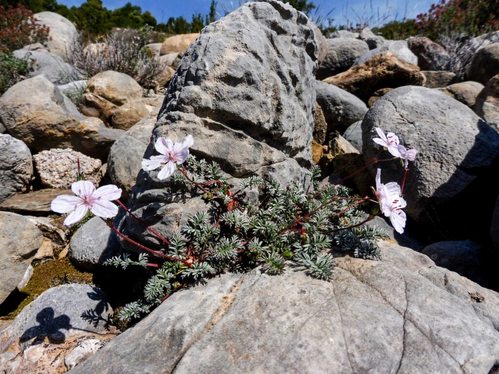 Erodium rupestre