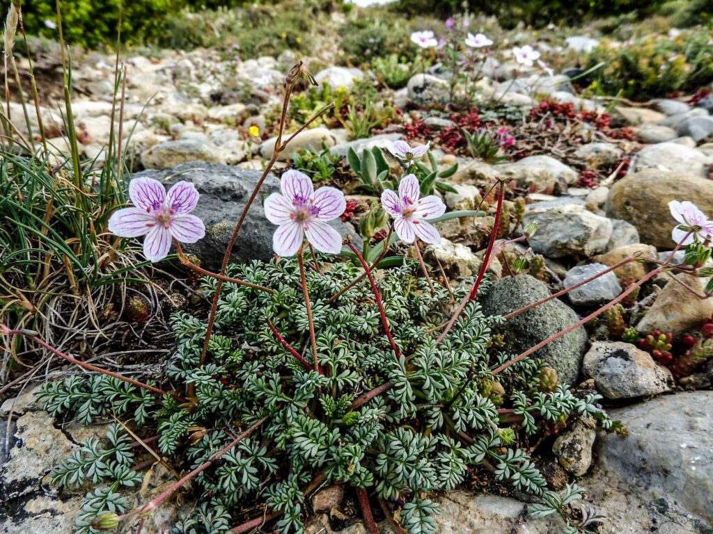 Erodium rupestre