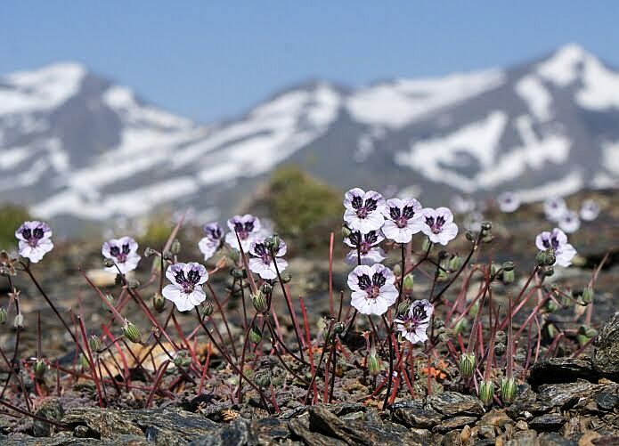 Erodium cheilanthifolium