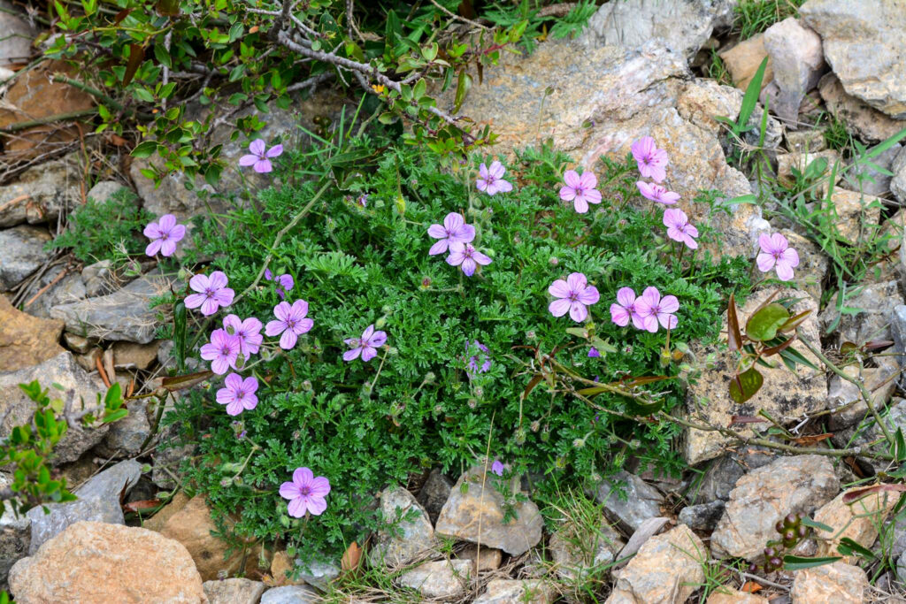 Erodium crispum