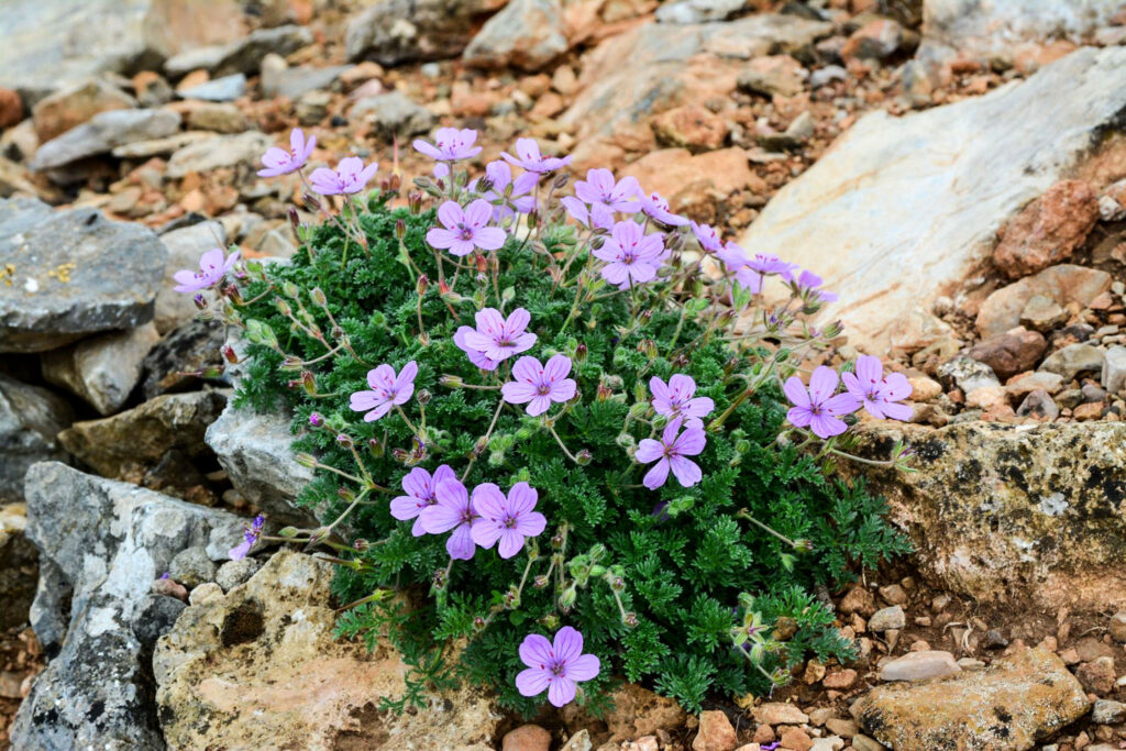 Erodium crispum
