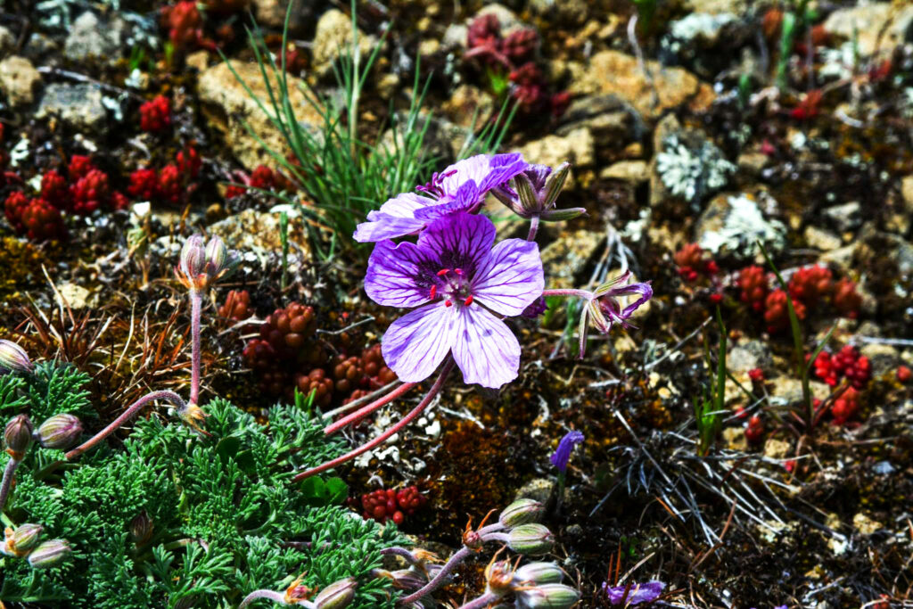 Erodium paularense