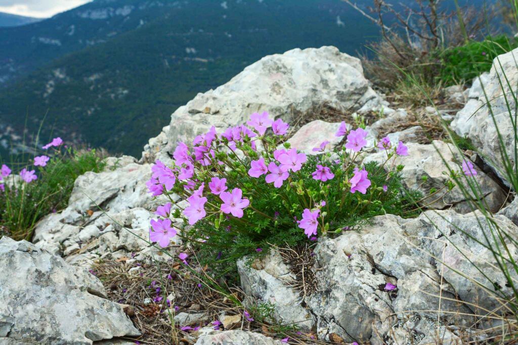 Erodium rodiei