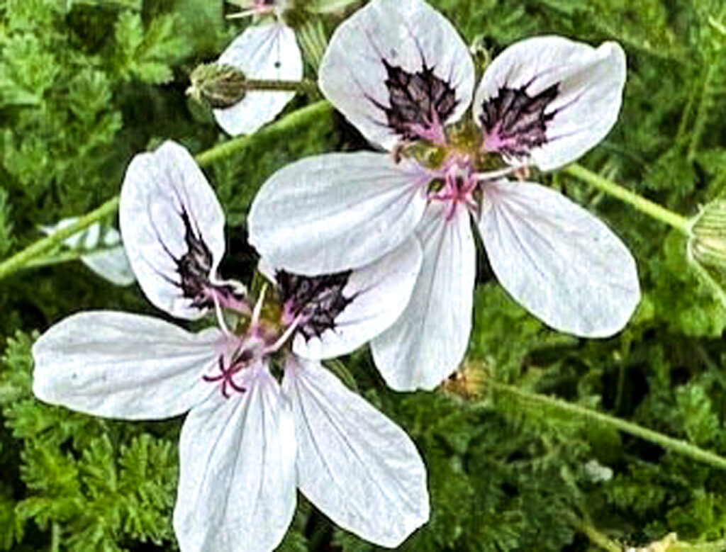 Erodium ‘Stephanie’