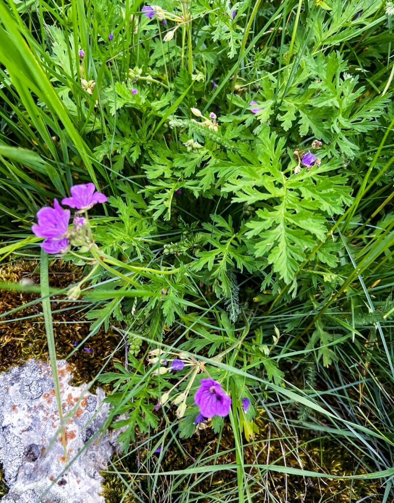 Erodium alpinum