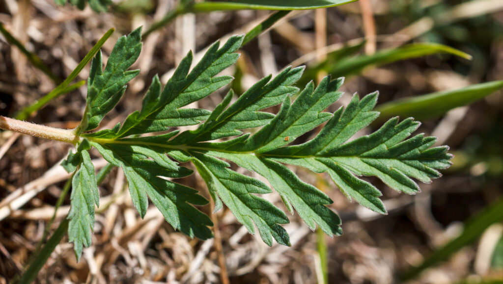Erodium alpinum