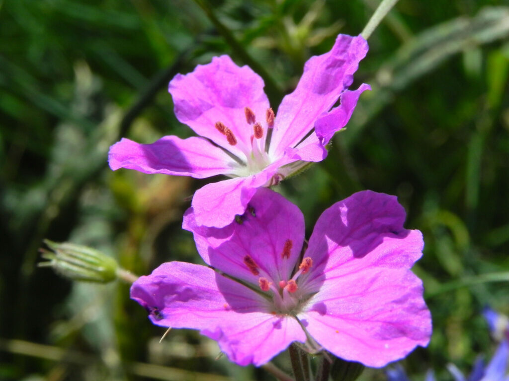 Erodium alpinum