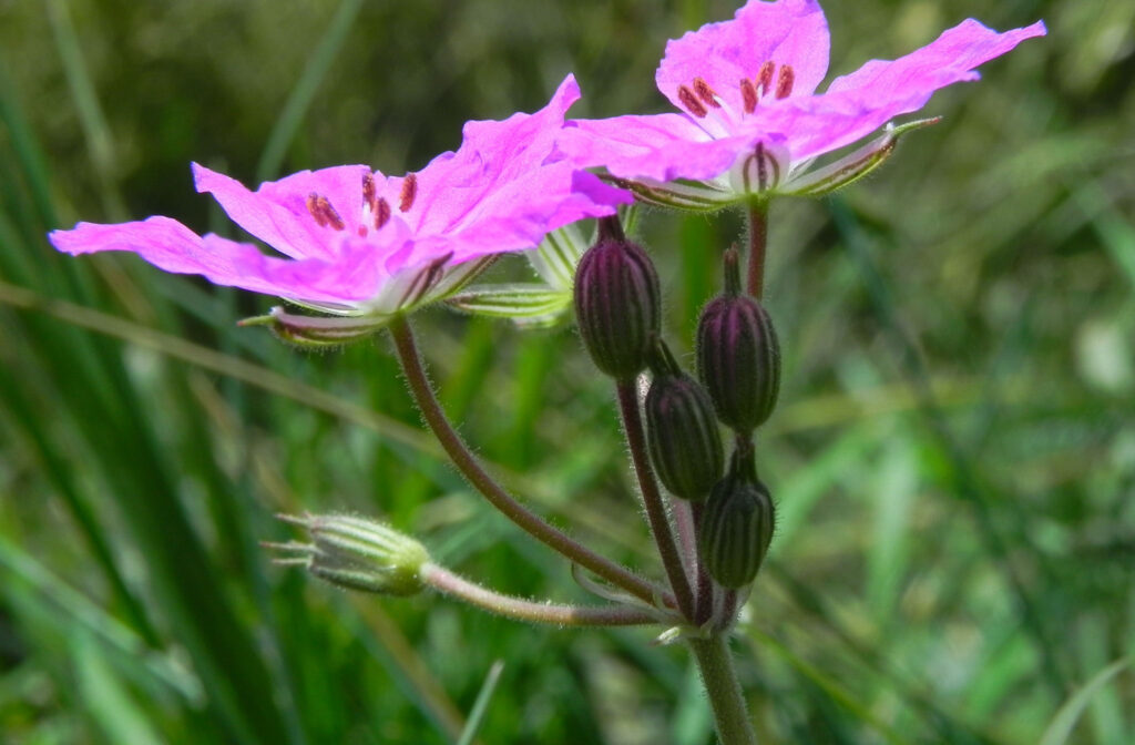 Erodium alpinum