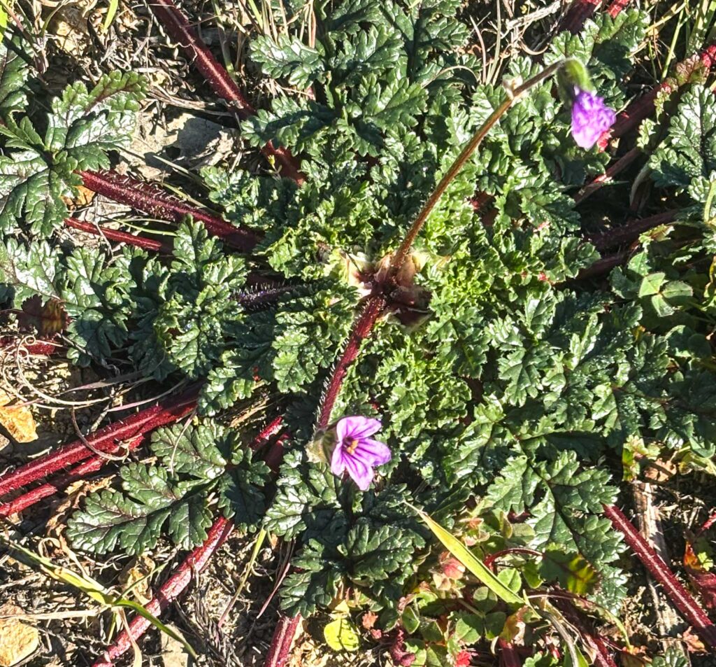 Erodium botrys
