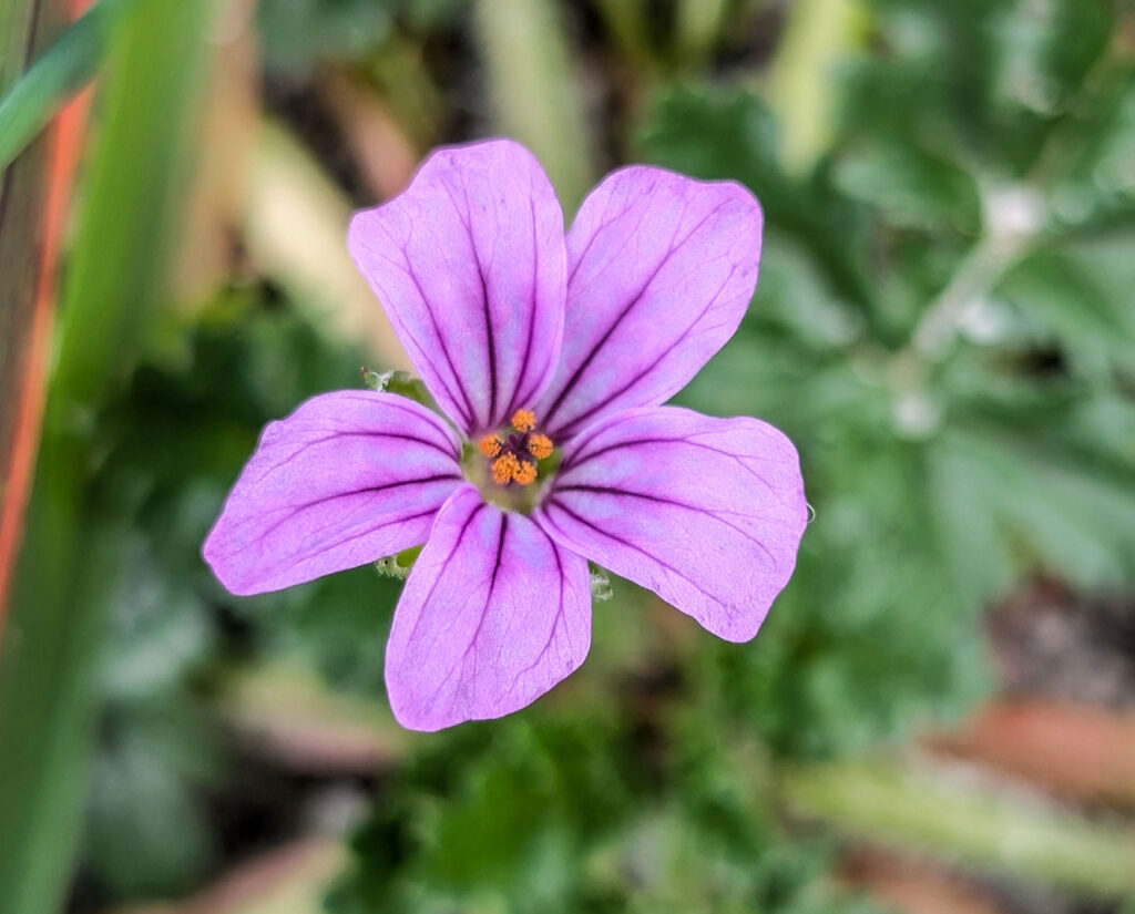 Erodium botrys