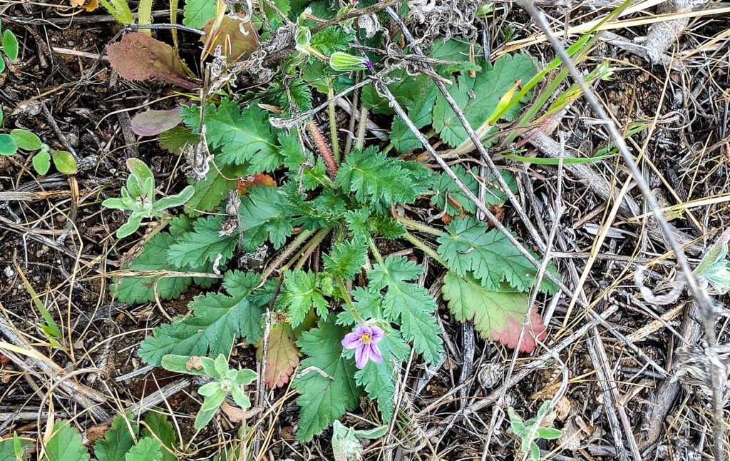 Erodium brachycarpum