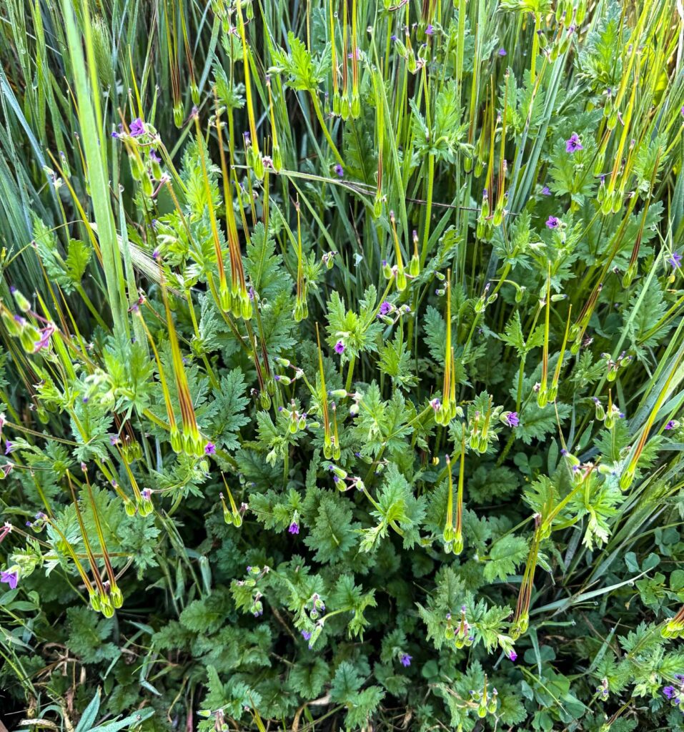 Erodium brachycarpum