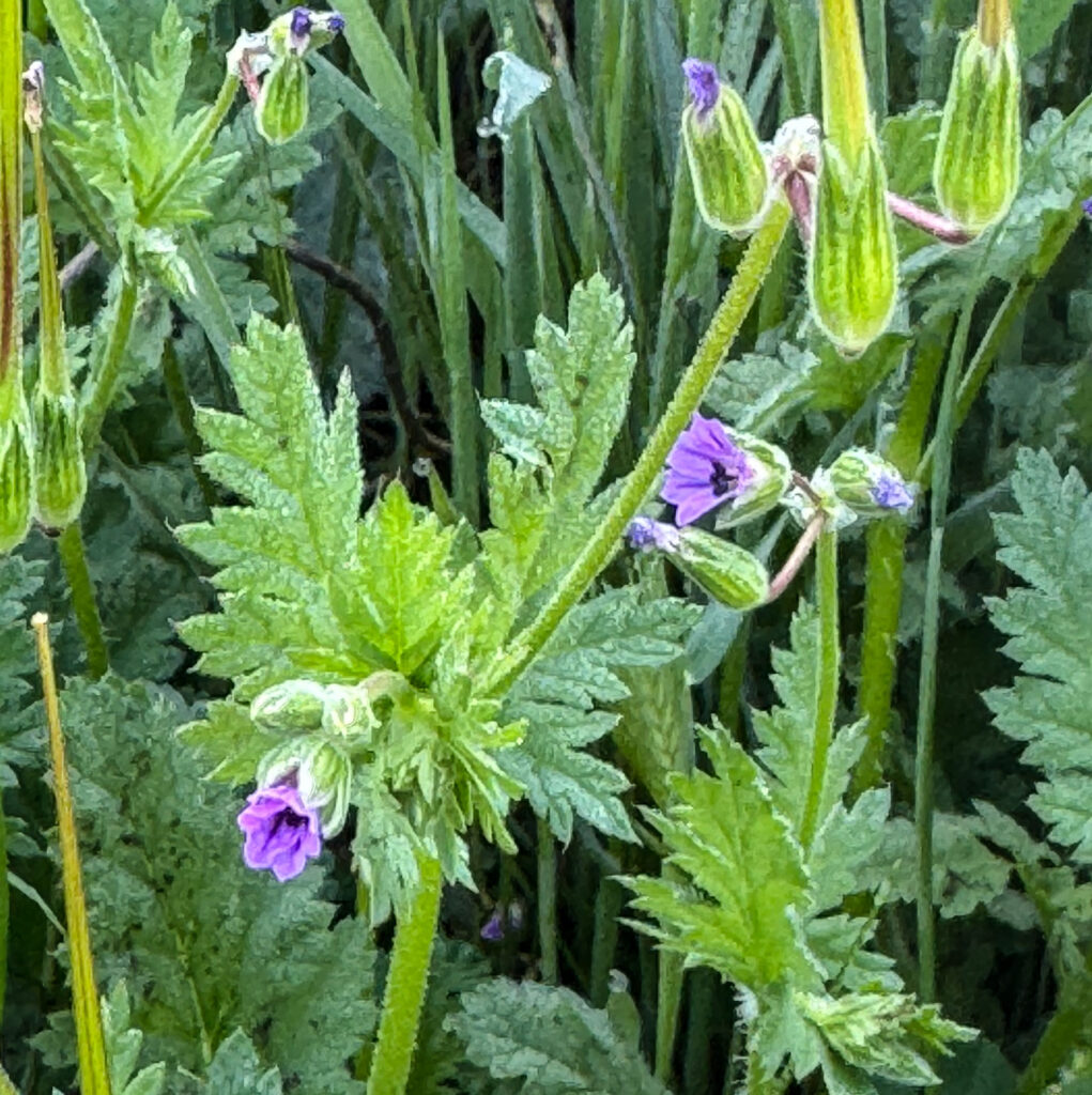 Erodium brachycarpum