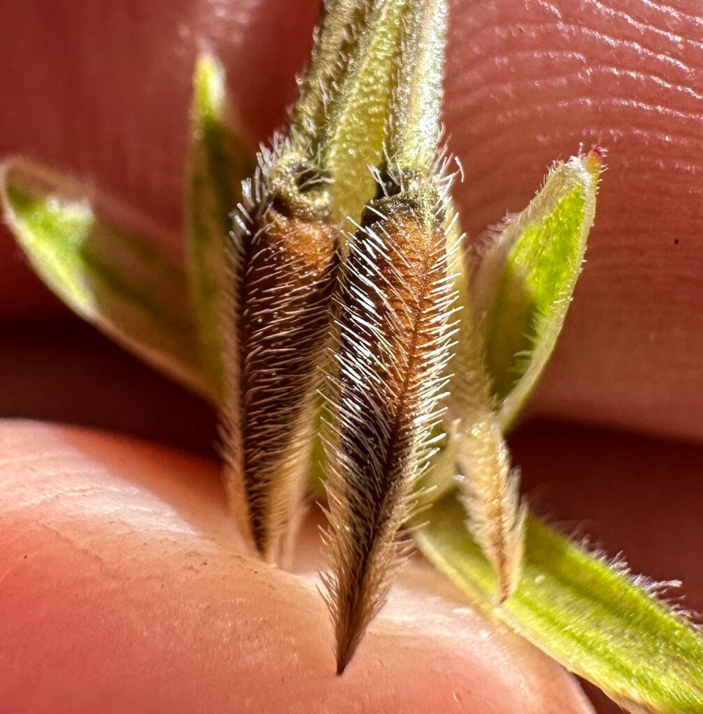 Erodium brachycarpum