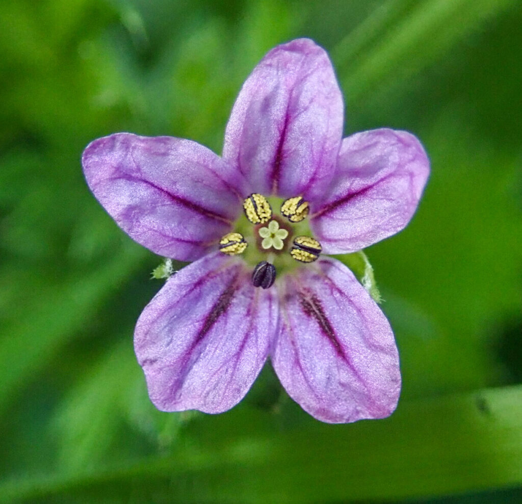 Erodium brachycarpum