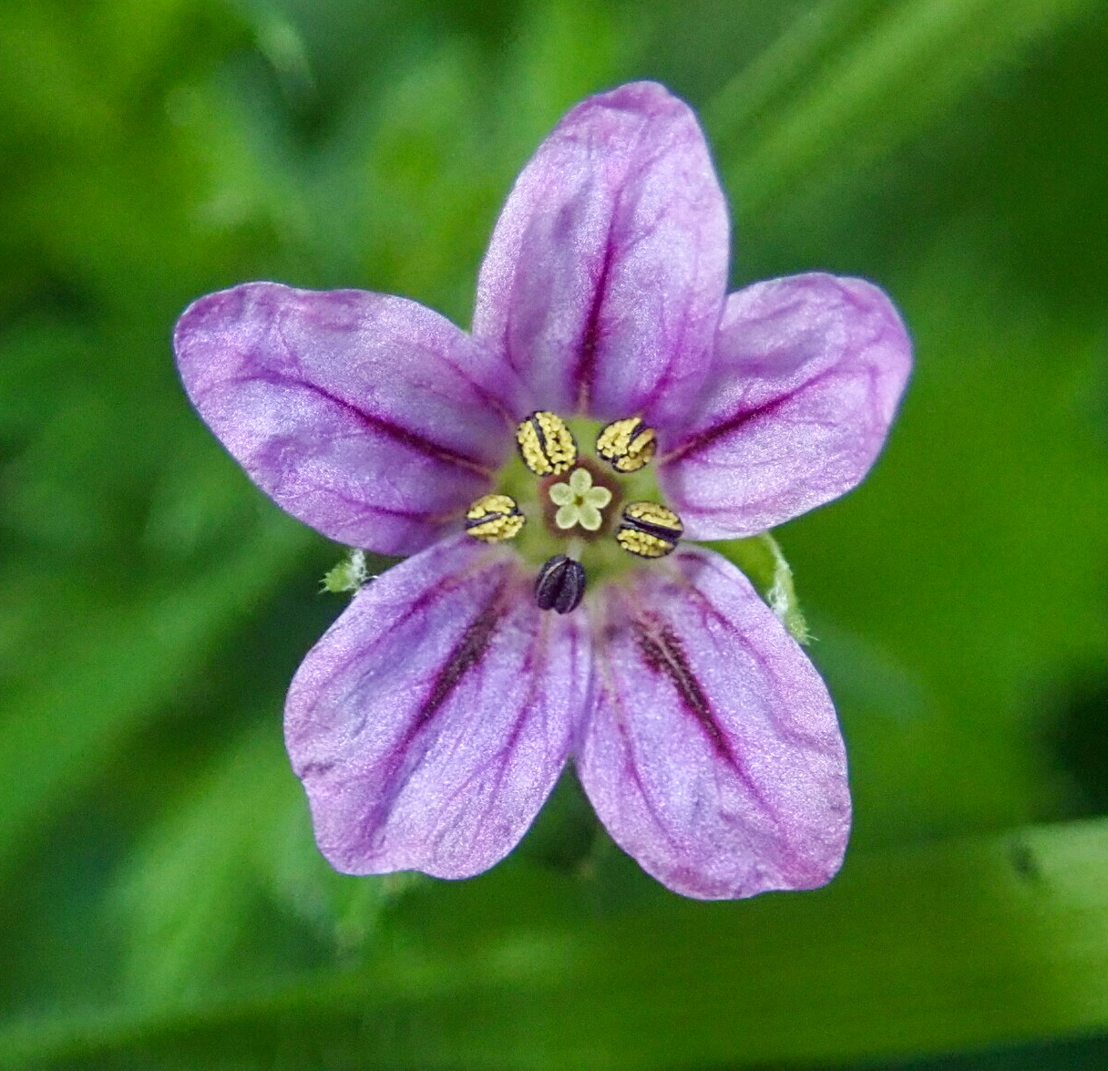 Erodium botrys
