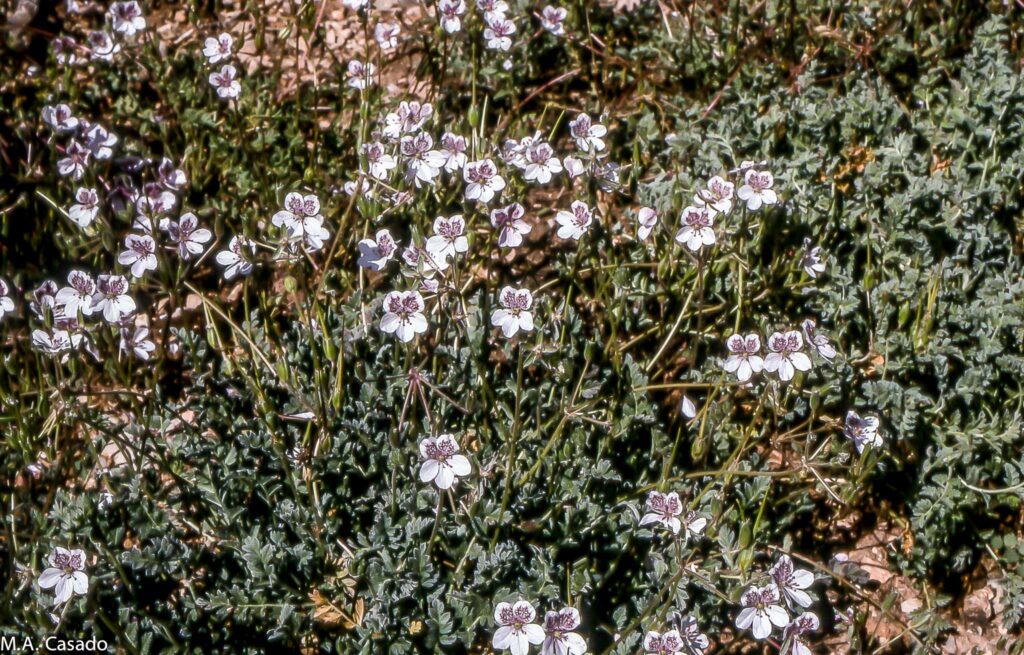 Erodium cazorlanum