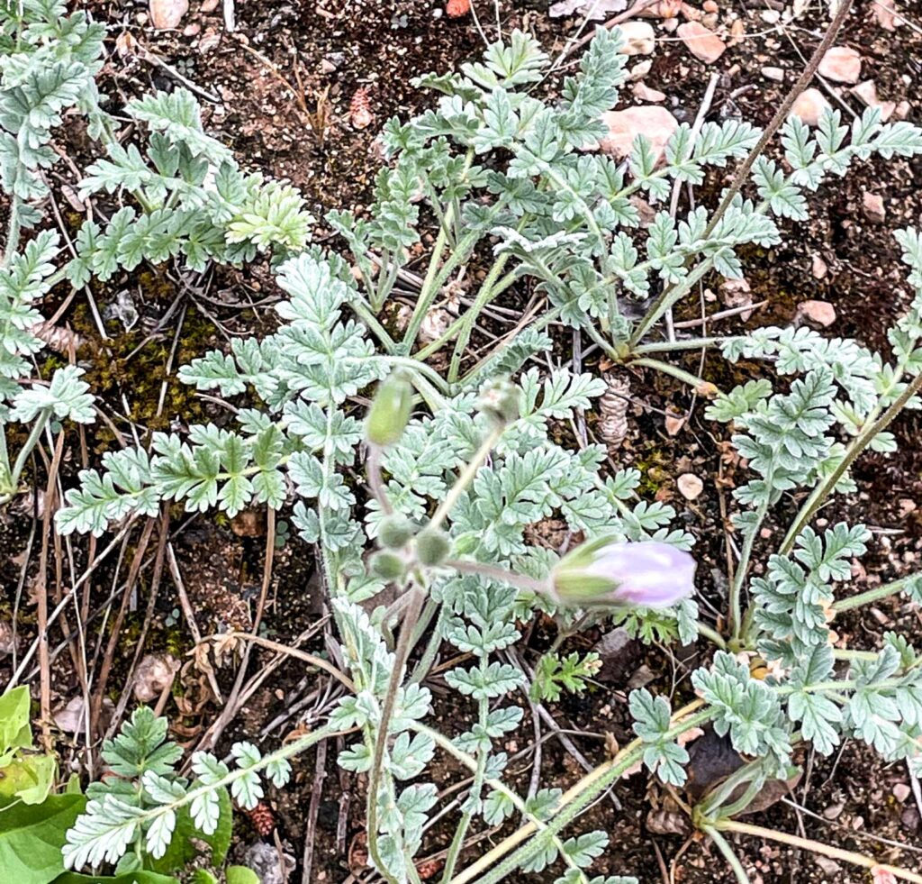 Erodium cazorlanum