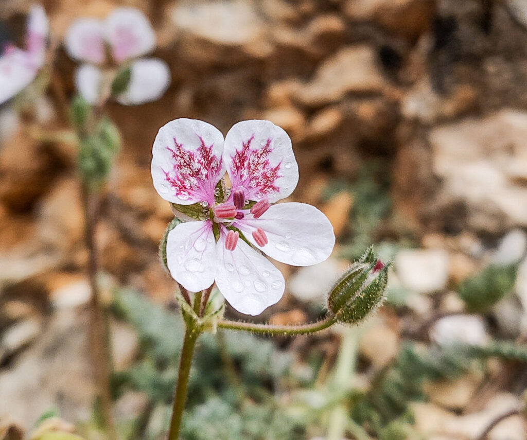 Erodium cazorlanum