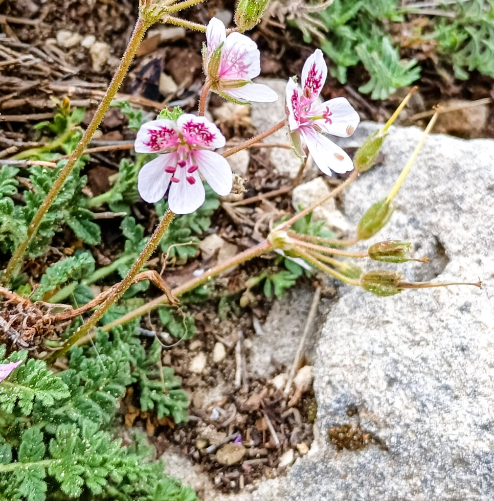 Erodium cazorlanum