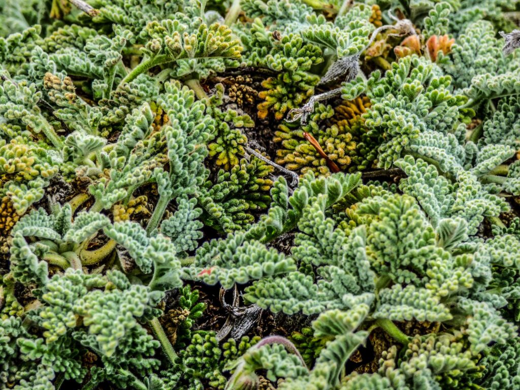 Erodium celtibericum