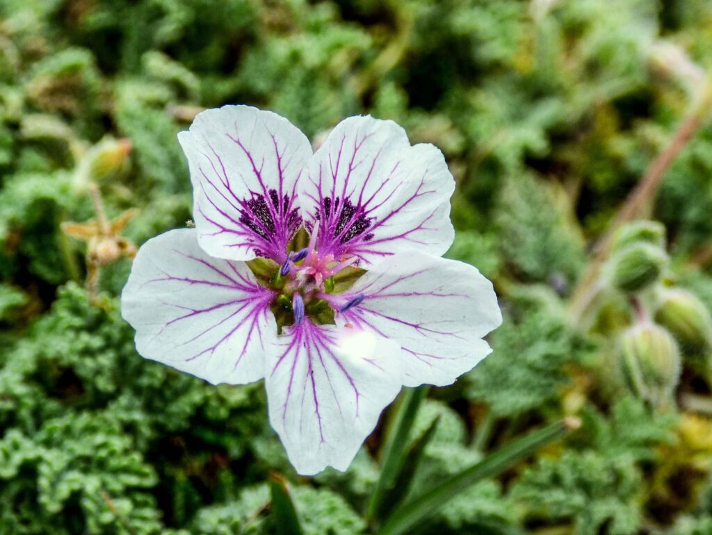 Erodium celtibericum