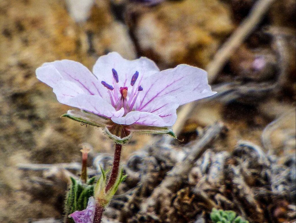 Erodium celtibericum