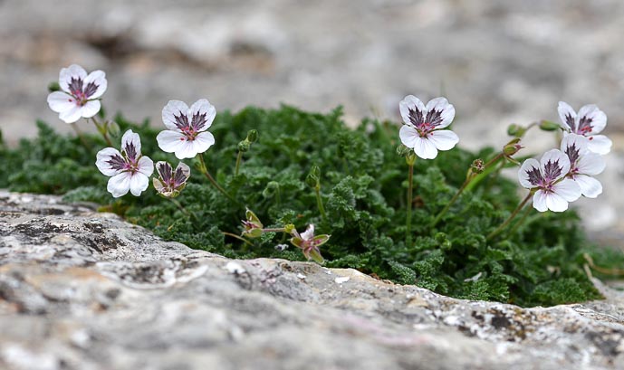 Erodium at ‘El Burgo’