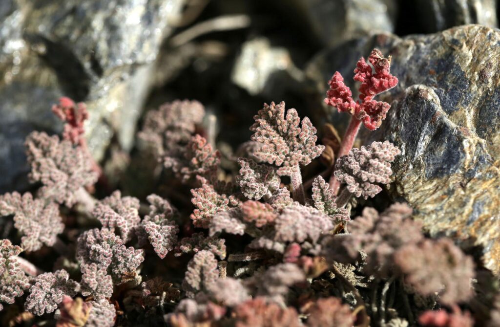 Erodium cheilanthifolium