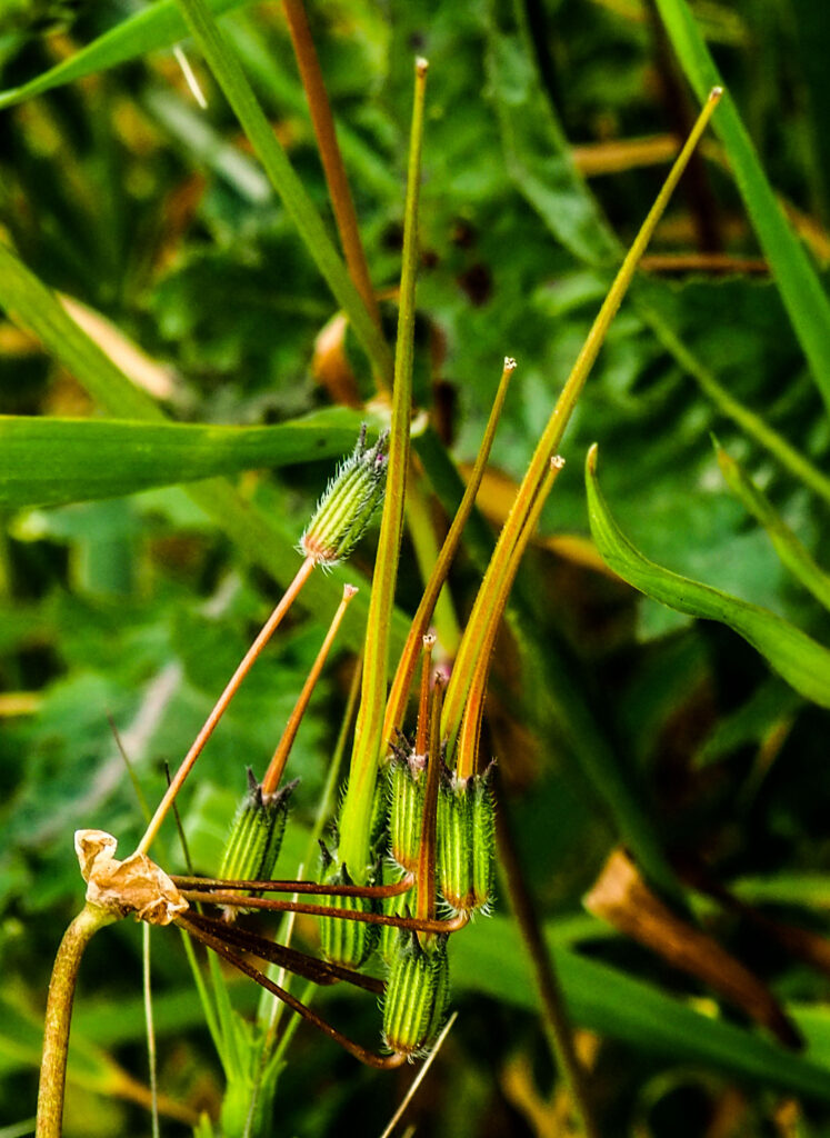 Erodium laciniatum