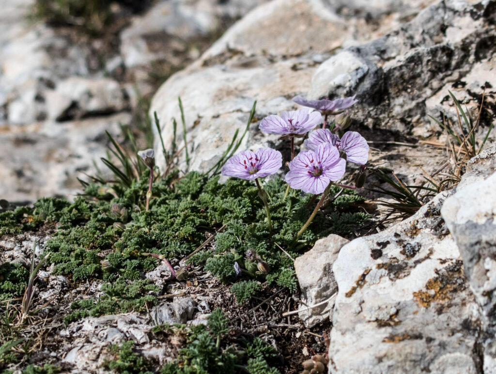 Erodium saxatile