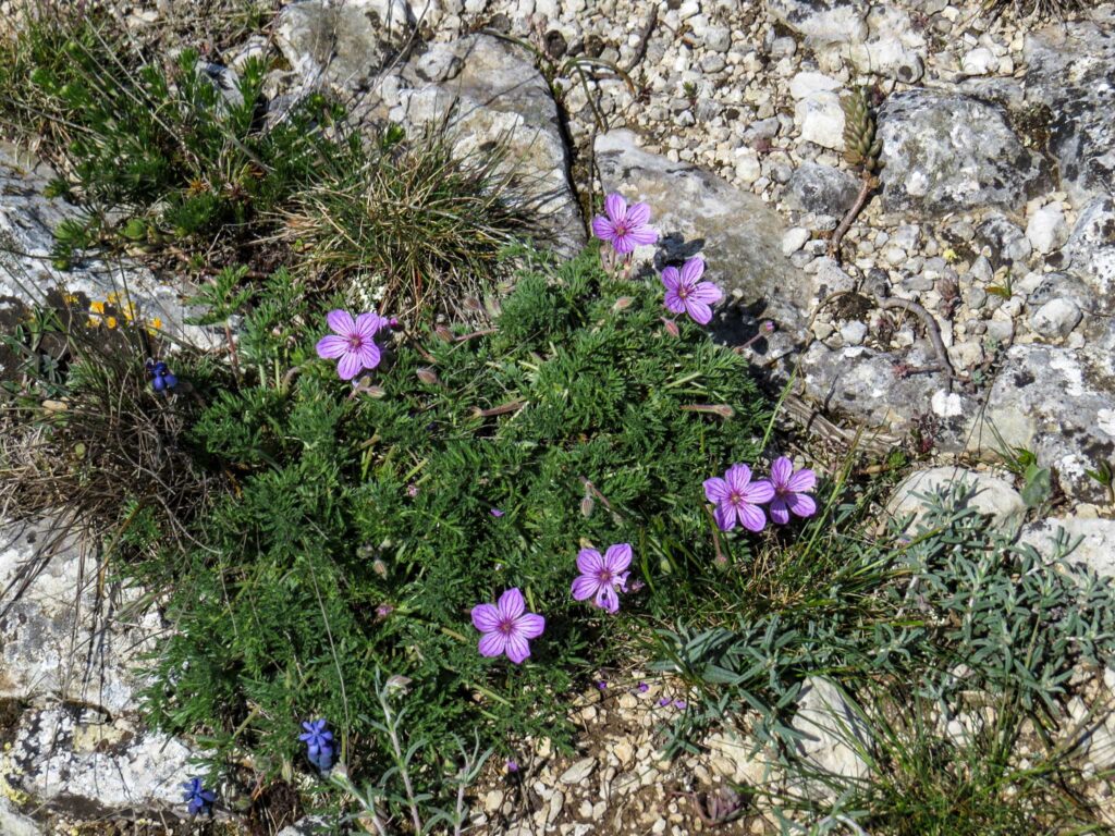Erodium foetidum