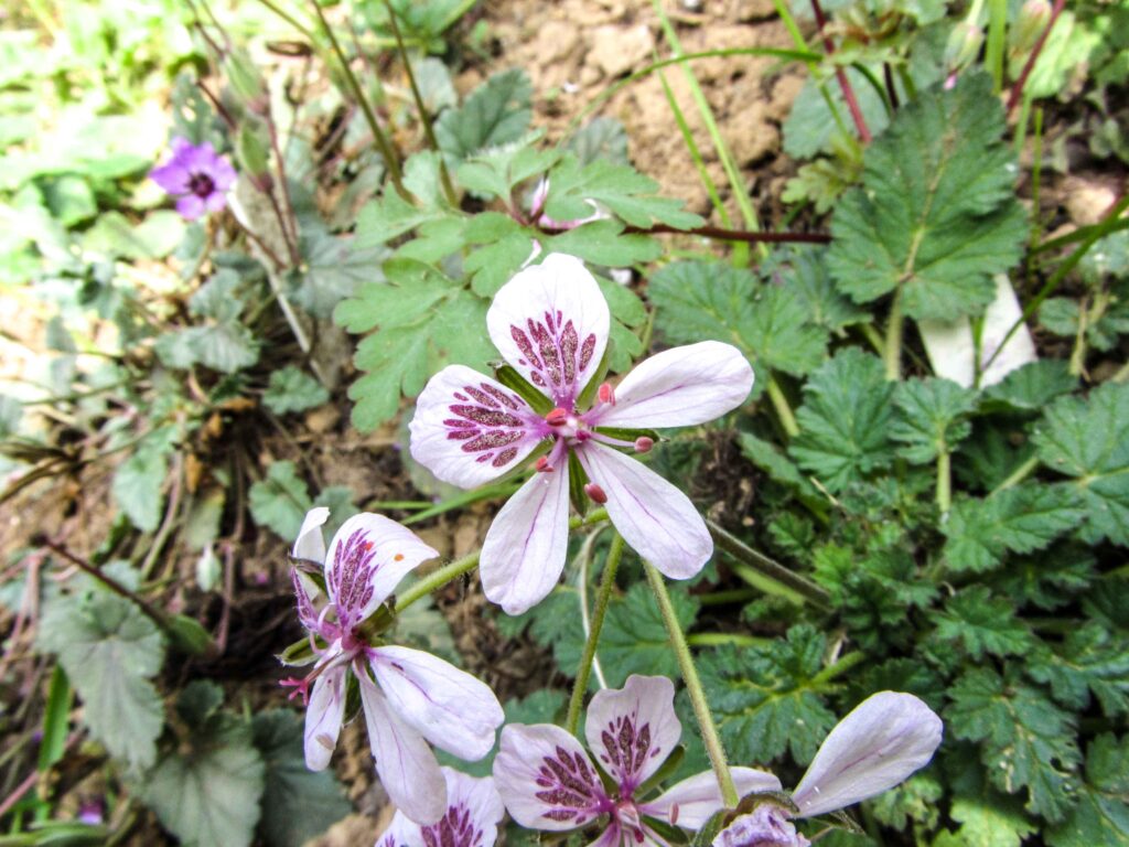 Erodium atlanticum