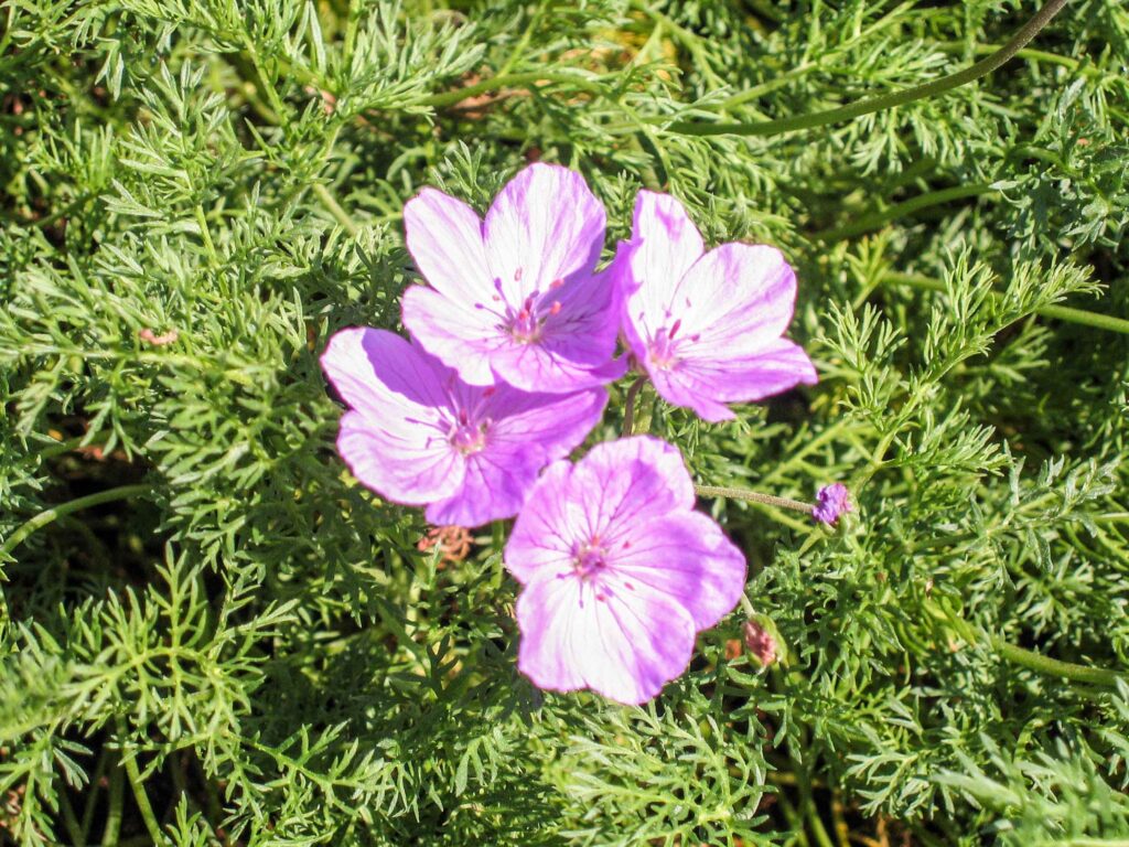 Erodium rodiei
