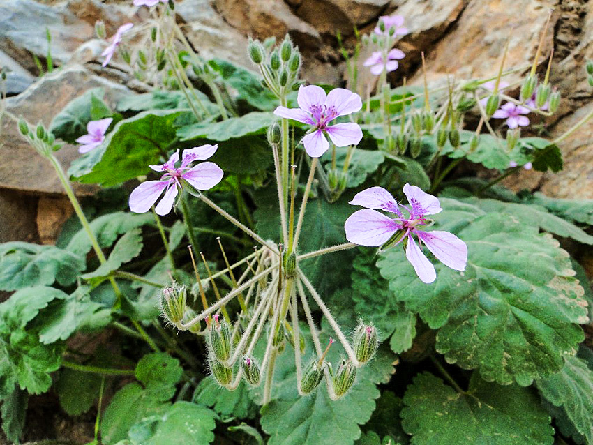 Erodium atlanticum