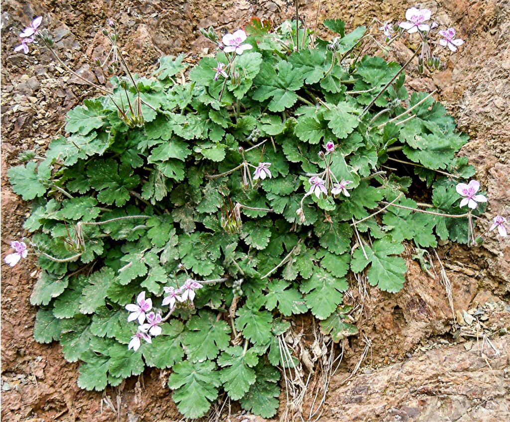 Erodium atlanticum