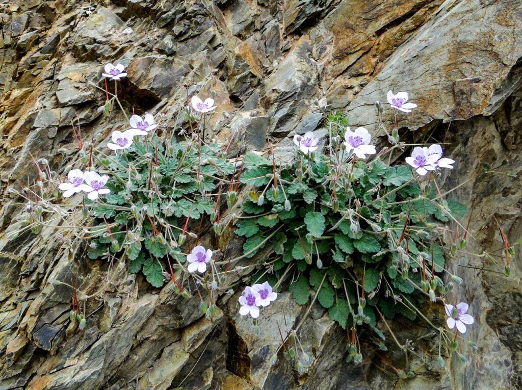 Erodium atlanticum