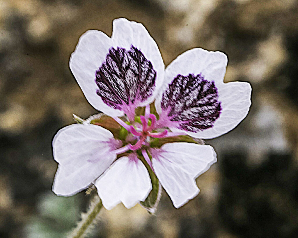 Erodium antariense;