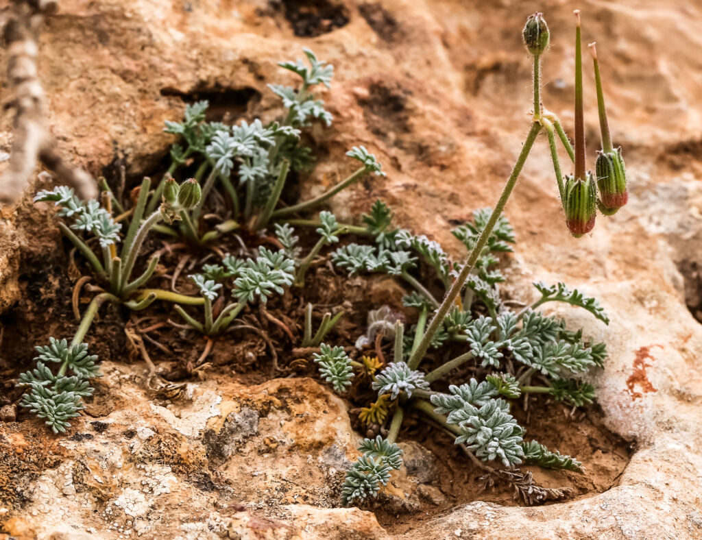 Erodium antariense;