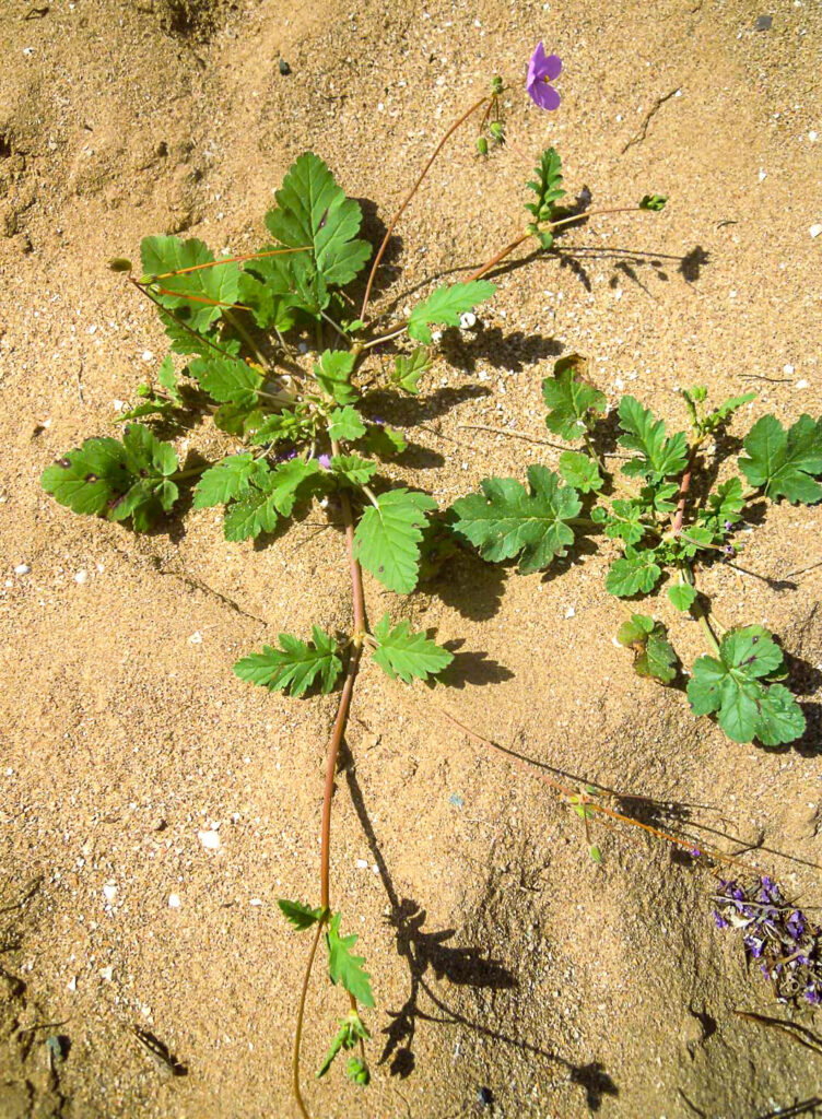 Erodium hesperium