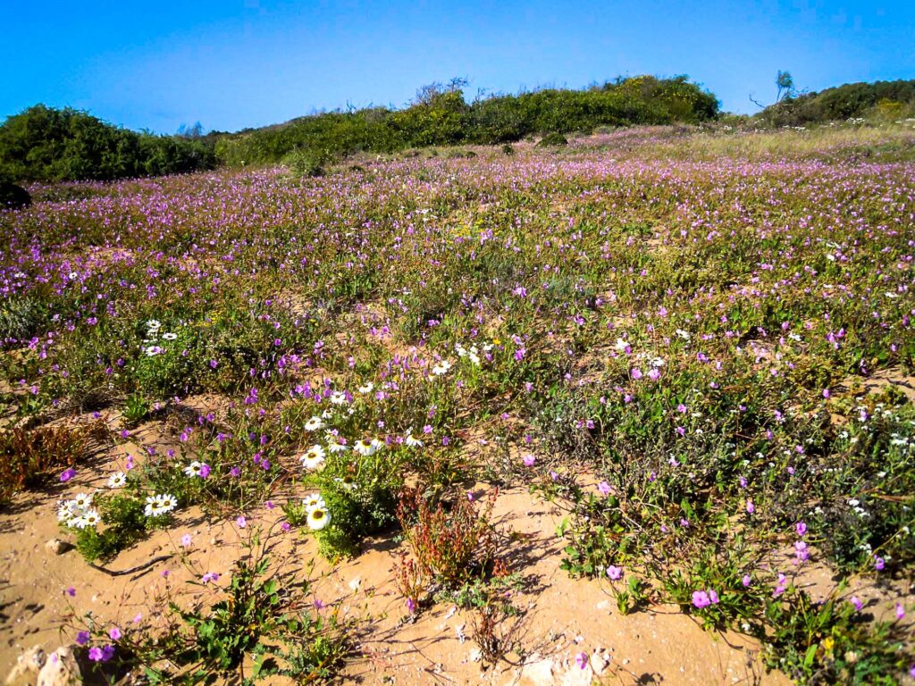 Erodium hesperium