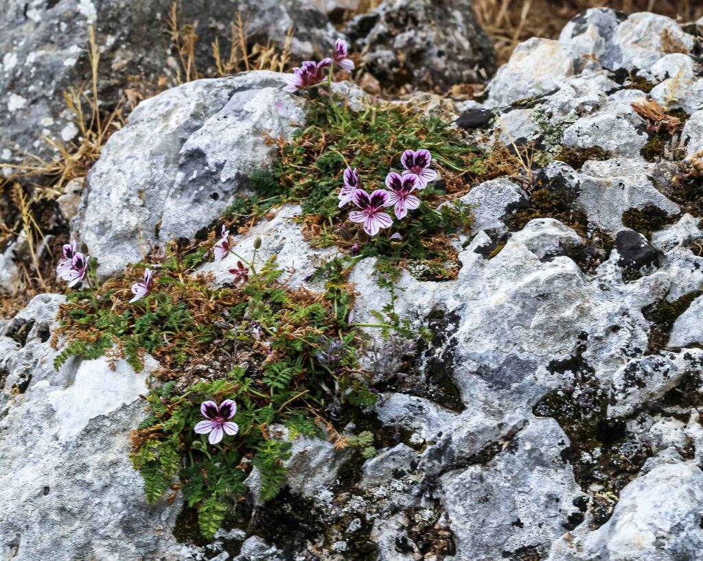 Erodium heteradenum